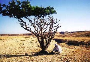 Frankincense tree in its natural arid climate from which pure esential oil is distilled.