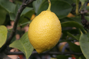 Fresh lemon yellow fruit on lemon tree with deep green foliage.