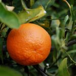 TangerineFruit_wiki-creative-commons-lic-barfooz(Brent Ramerth)-2