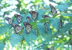 Monarch_butterflies-wiki-public-domain