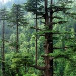 cedarwood-himalayan-Cedrus_deodara_Manali-wiki-creative-commons-200