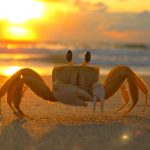 astrology-cancer-crab-pixabay-public-domain