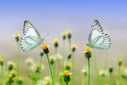 butterfly-pixabay-public-domain-1127666_1920