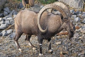 ricorn-goat-animals-1088374_1920