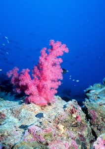 crystal-coral-pink-reef-wikipedia-public-domain