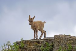 goat-baby-capricorn-pixababy-public-domain