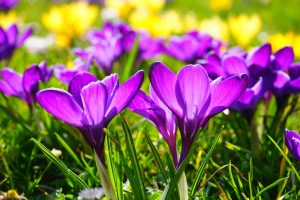 spring-flowers-crocus-pixabay-public-domain
