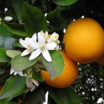 Orange-citrus-sinesis-wiki-creative-commons-GNU-free-ellen.levy.finch_large