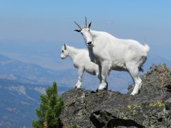 astrology-capricorn-mountain-goats-pixabay-public-domain