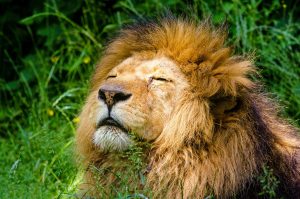 astrology-leo-african-lion-pixabay-public-domain