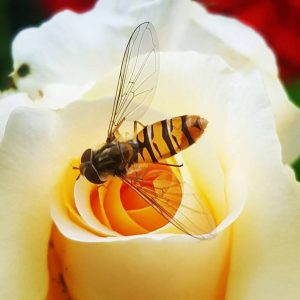 rose-bud-yellow-bee-pixabay-public-domain