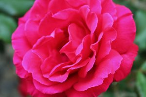 rose-pixababy-public-domain