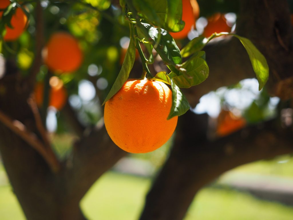orange-tree-pixabay-public-domain