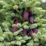 Picea_mariana_cones-http-_www.kgstiles.com_releasing-emotional-attachments-money-potential-expands-september-17-23-2016_-wikipedia-gnu-free-license_large