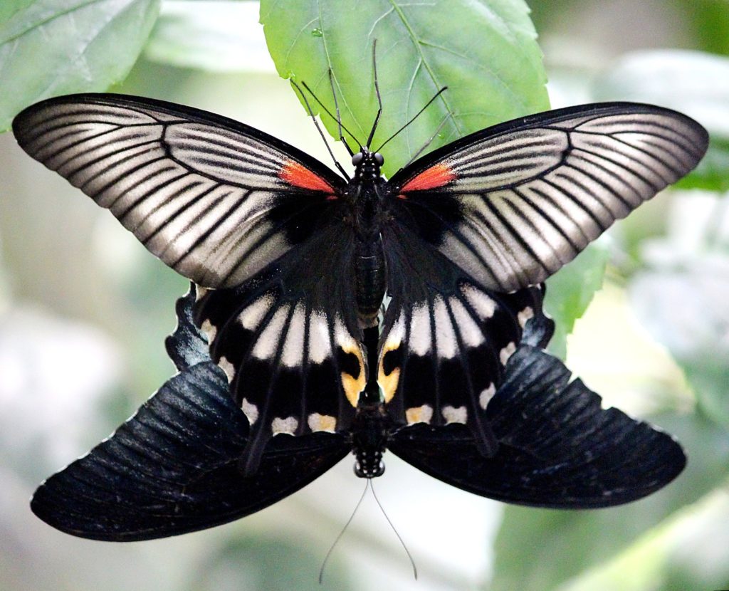 astrology-scorpio-butterflies-mating-pixabay-public-domain1382110_1920