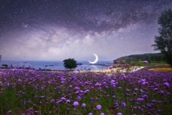 moon-new-crescent-starry-night-lake-field-flowers