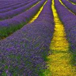 Lavender_Field_Sutton-WIKI-CARL-HENDERSON-gnu-free_large