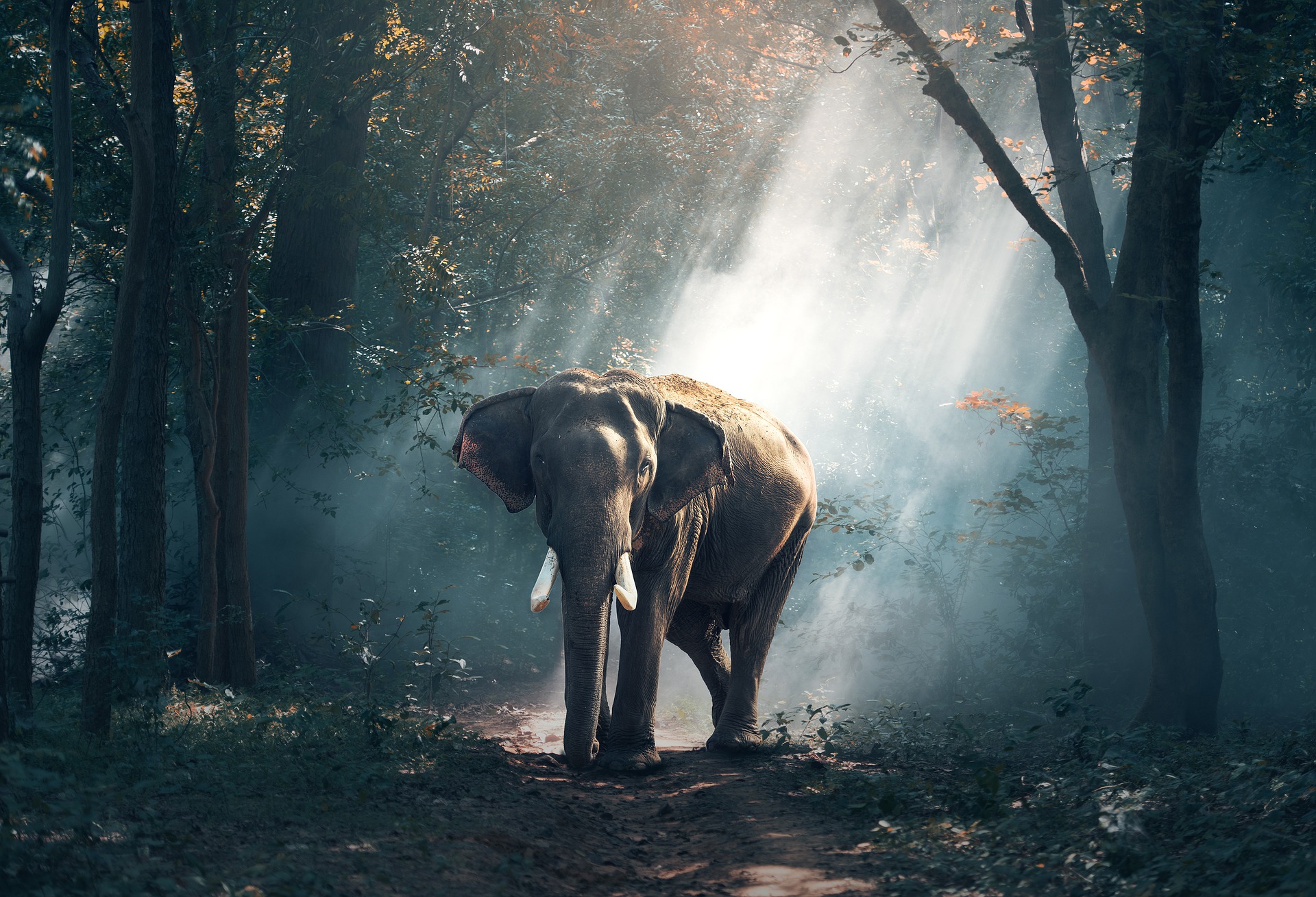 elephant-bull-walking-forest-light-pixabay-public-domain-1822636_1920