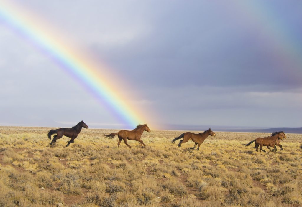 wild-horses-pixabay-public-domain-2239420_1920