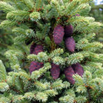 black-spruce-Picea_mariana_cones-http-::www.kgstiles.com:releasing-emotional-attachments-money-potential-expands-september-17-23-2016:)-wikipedia-gnu-free-license