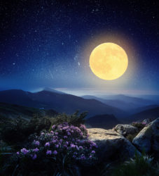 Mountain landscape at night. The light of the full moon. Rhododendron flowers in the mountains
