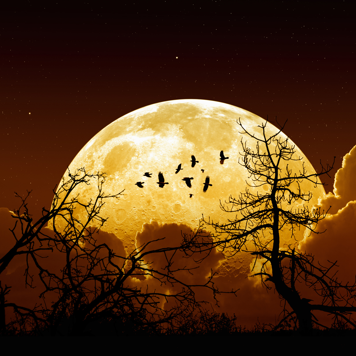 Full Moon Night sky with yellow full moon, stars, flock of flying ravens, crows, tree silhouette. Elements of this image furnished by NASA